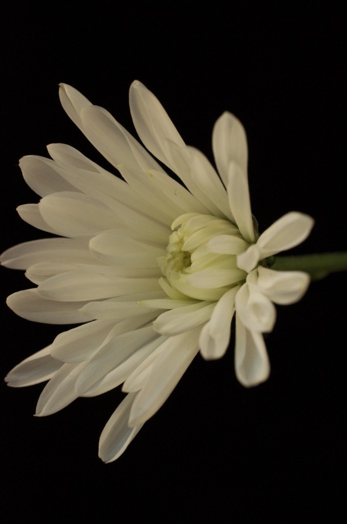 Small Chrysanthemum